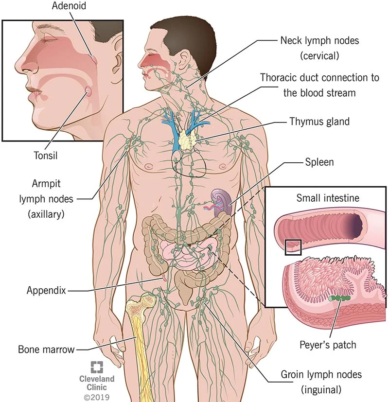 سیستم ایمنی بدن - گلوبول سفید