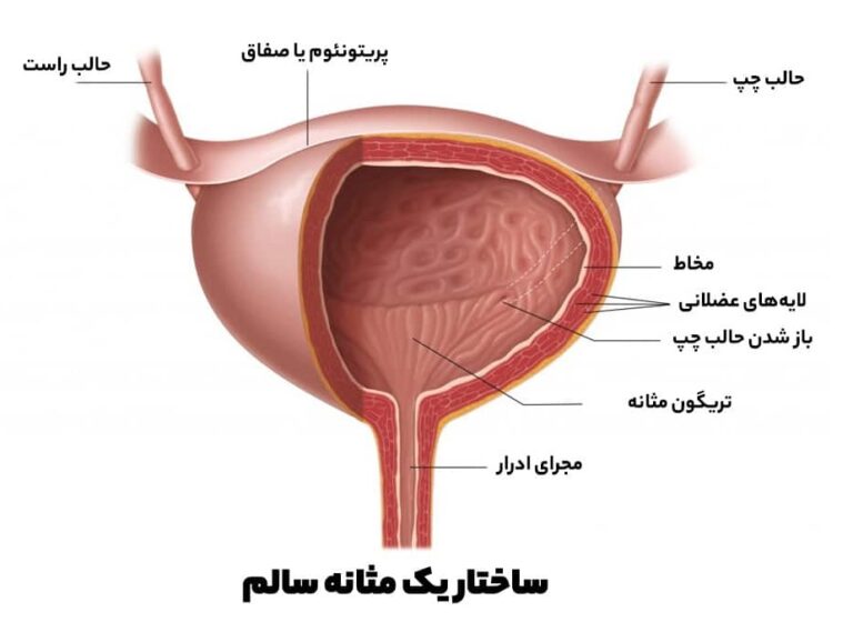 ساختار مثانه