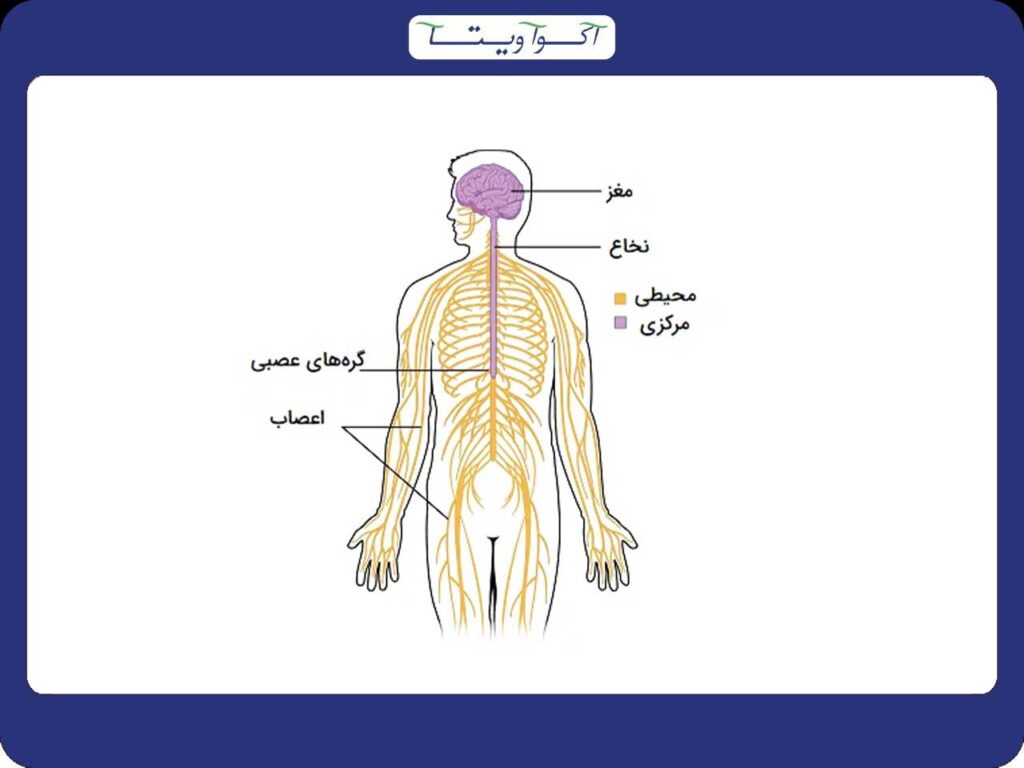 سیستم عصبی چیست